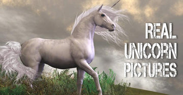 fotos de unicornios reales